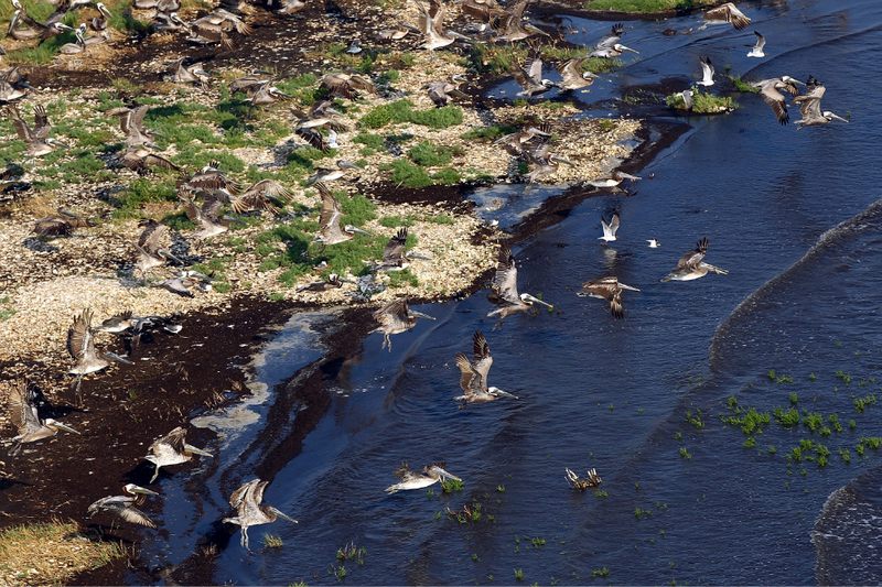 Pelicans take flight near an oil covered shoreline in Brush Island, Louisiana.